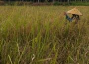 BPS Riau Catat Produksi Padi dan Beras Naik Sepanjang 2025