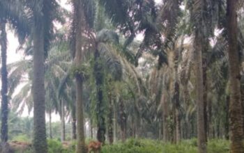 Harga TBS Sawit Plasma Riau Naik Signifikan, Umur 9 Tahun Tembus Rp3.743 per Kg