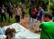 Dua Proyektil Peluru Bersarang di Tengkorak Gajah