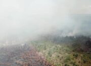 Kebakaran Hutan Kian Meluas, Puluhan Hektare Hutan Hangus Dilalap Api