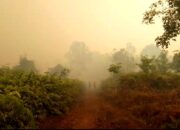 Kebakaran Hutan Belum Teratasi di Tiga Desa di Bengkalis