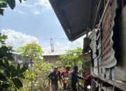 Kemunculan Harimau Sumatera di Benteng Hulu, BBKSDA Riau Lakukan Mitigasi Intensif