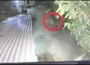 Harimau Muncul di Permukiman dan Memangsa Hewan Ternak