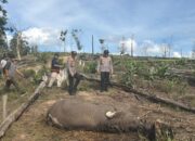 Anak Gajah Ditemukan Mati di Taman Nasional Tesso Nilo,Kapolda Riau Turun Tangan