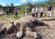 Anak Gajah Mati Terjerat di TNTN, Pemilik Lahan Jadi Tersangka