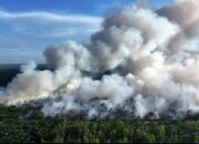 Kebakaran Hanguskan 40 Hektare Hutan dan Lahan