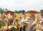 Dari Lahan 1,8 Hektare, Polsek Kulim Sukses Panen Jagung Hingga 10 Ton
