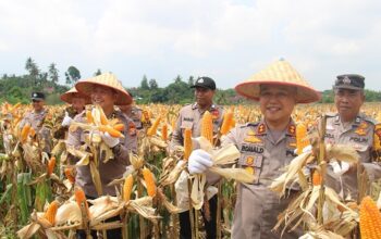 Dari Lahan 1,8 Hektare, Polsek Kulim Sukses Panen Jagung Hingga 10 Ton
