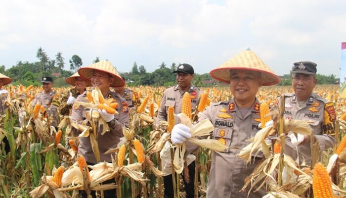 Dari Lahan 1,8 Hektare, Polsek Kulim Sukses Panen Jagung Hingga 10 Ton