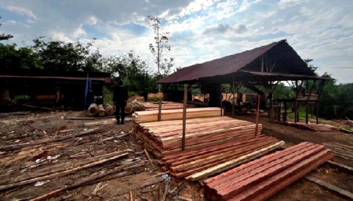 Kilang Kayu Iegal di Kampar Digerebek Polisi