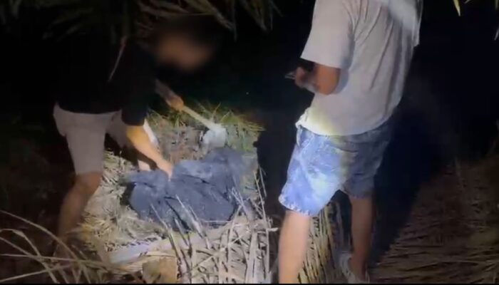 Tujuh Kilogram Sabu-sabu Ditanam di Kebun Sawit, 3 Tersangka Dibekuk