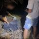 Tujuh Kilogram Sabu-sabu Ditanam di Kebun Sawit, 3 Tersangka Dibekuk
