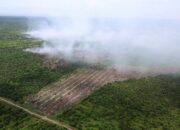 Kebakaran Hutan di Sejumlah Wilayah di Provinsi Riau Belum Teratasi