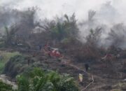 Kebakaran Lahan Gambut Seluas 70 Hektare di Inhu Belum Teratasi