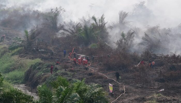Kebakaran Lahan Gambut Seluas 70 Hektare di Inhu Belum Teratasi